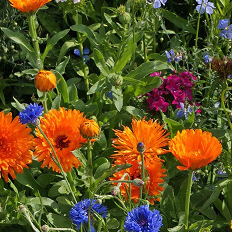 Wildflowers, Annual Garden Seed Packets, 20+ Variety Mix