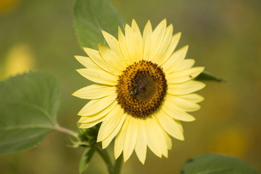 Sunflower, Heirloom Garden Seed Packets, Lemon Queen