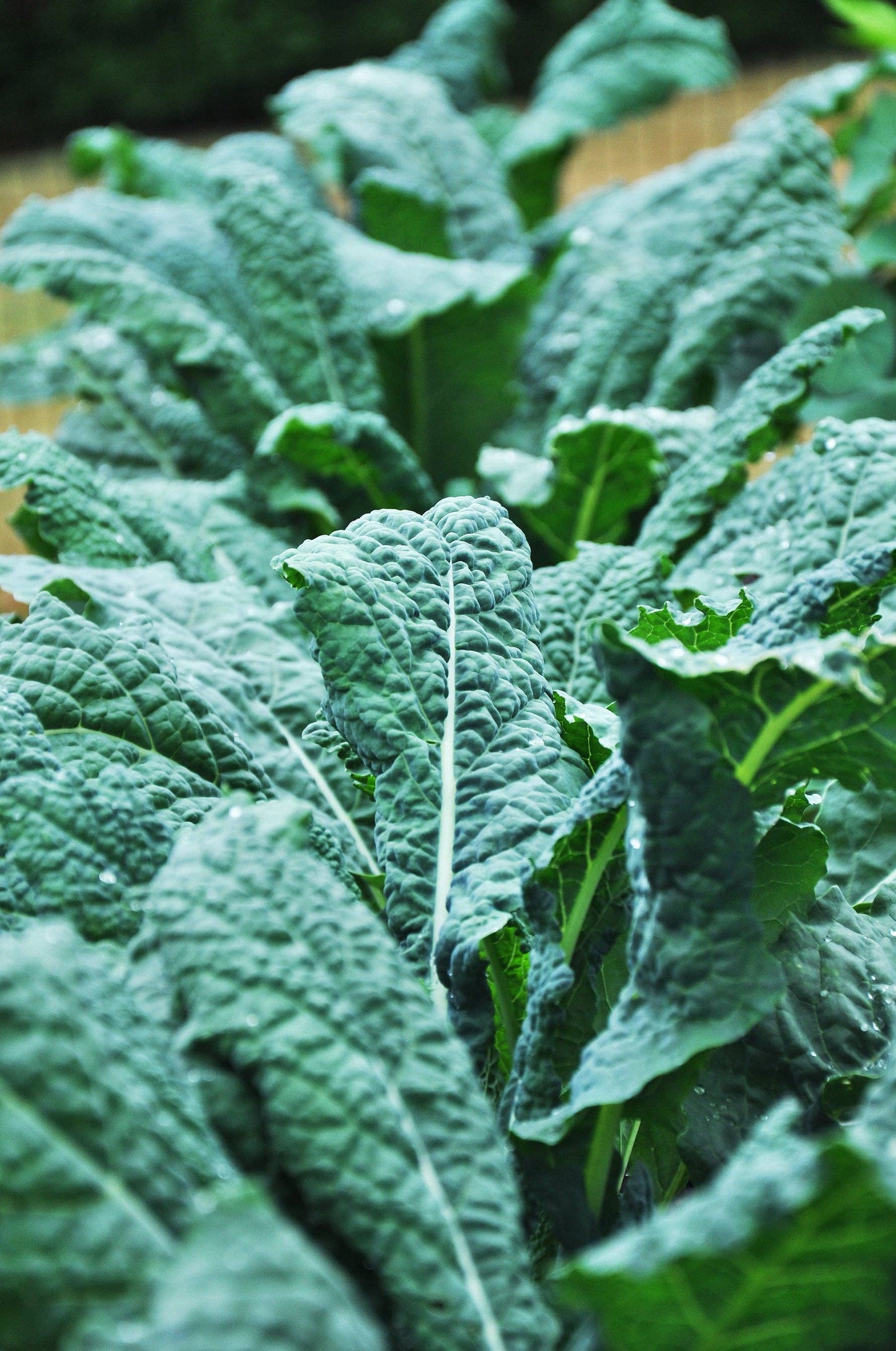 Kale, Lacinato Heirloom Garden Seed Packets, Dinosaur Kale