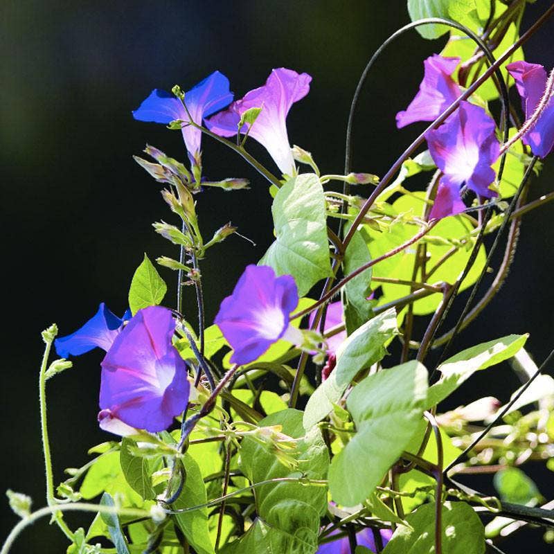 Morning Glory, Heirloom Garden Seed Packets, Climbing Vine