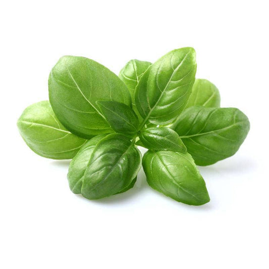 Basil, Genovese Sweet Heirloom Herb Seed Packets