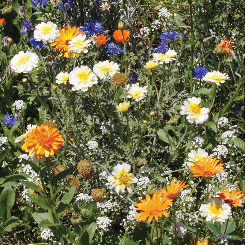 Wildflowers, Annual Garden Seed Packets, 20+ Variety Mix
