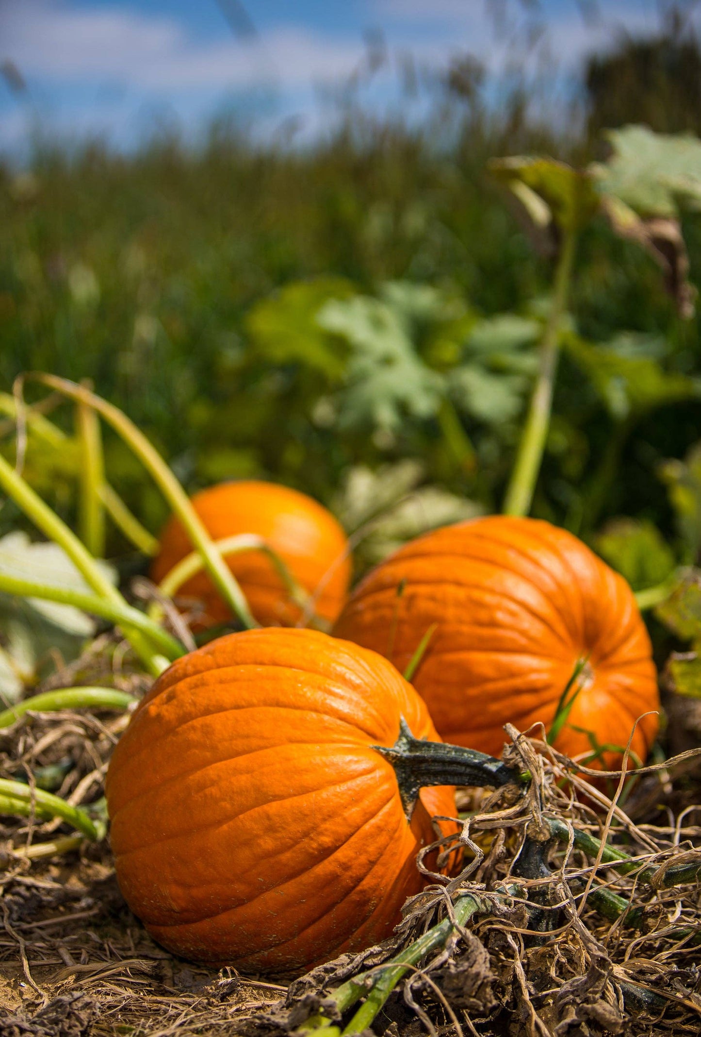 Pumpkin, Heirloom Garden Seed Packets, Jack O' Lantern
