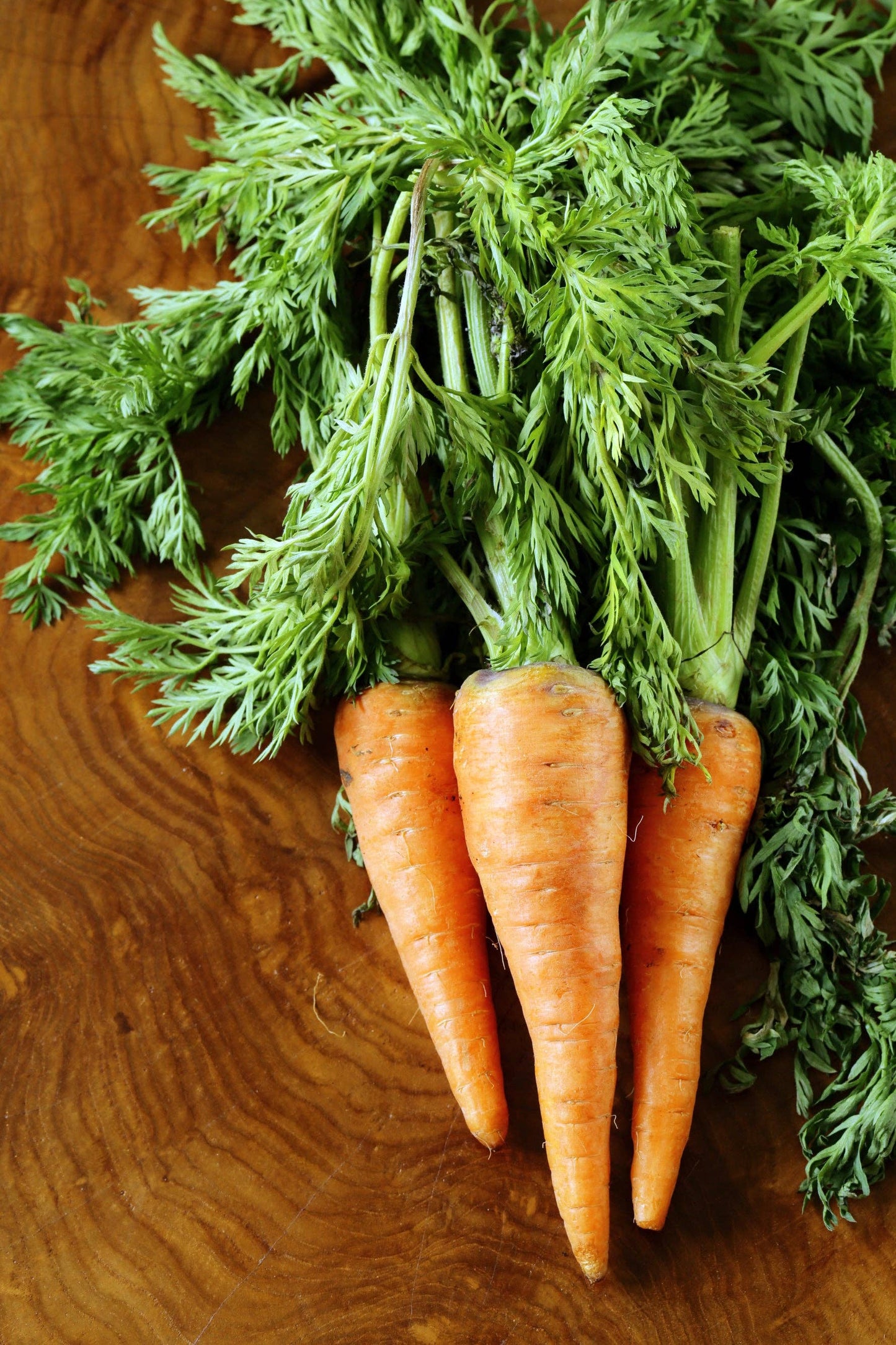 Carrot, Half Long Heirloom Garden Seed Packets, 1870 Variety