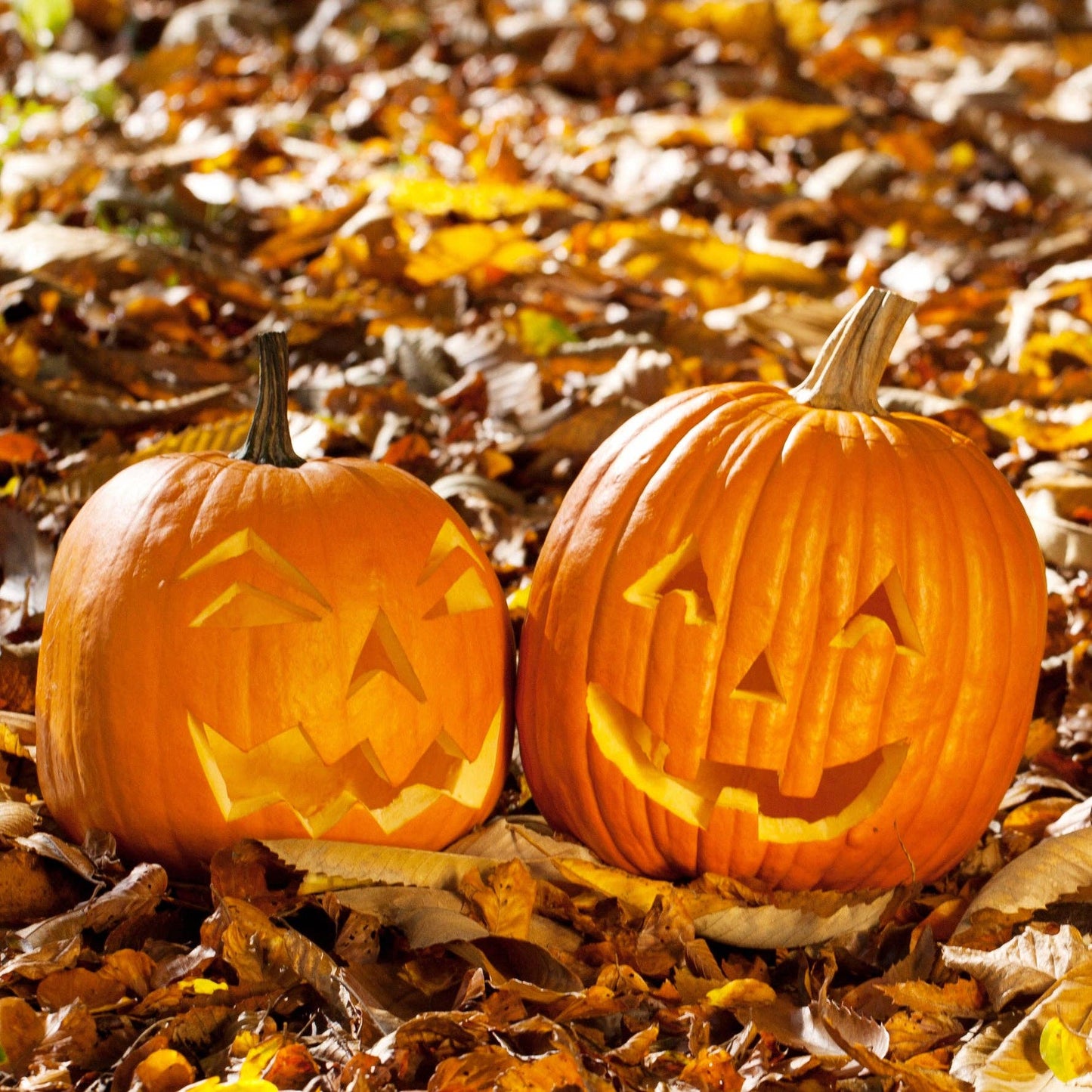 Pumpkin, Heirloom Garden Seed Packets, Jack O' Lantern