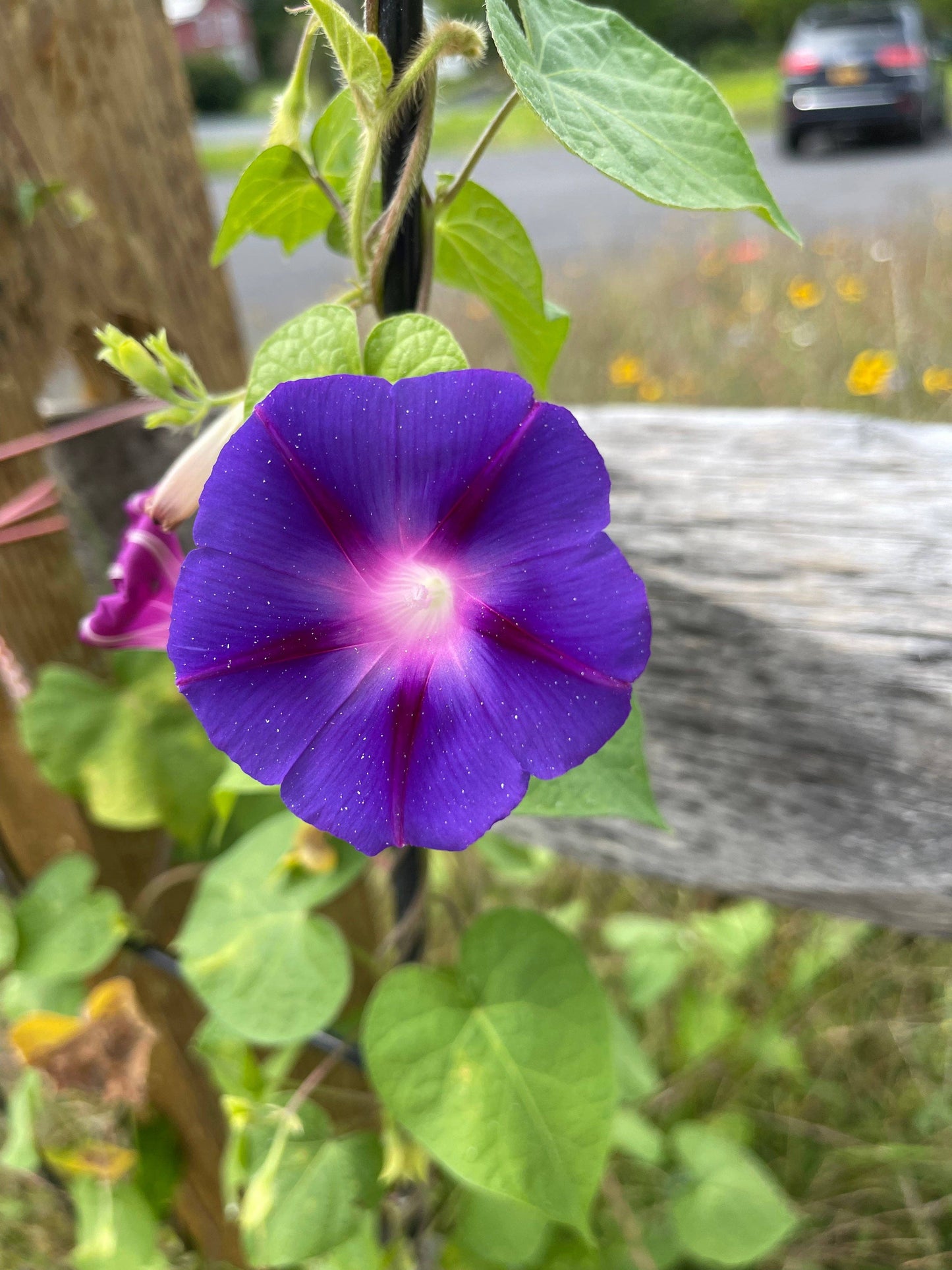 Morning Glory, Heirloom Garden Seed Packets, Climbing Vine