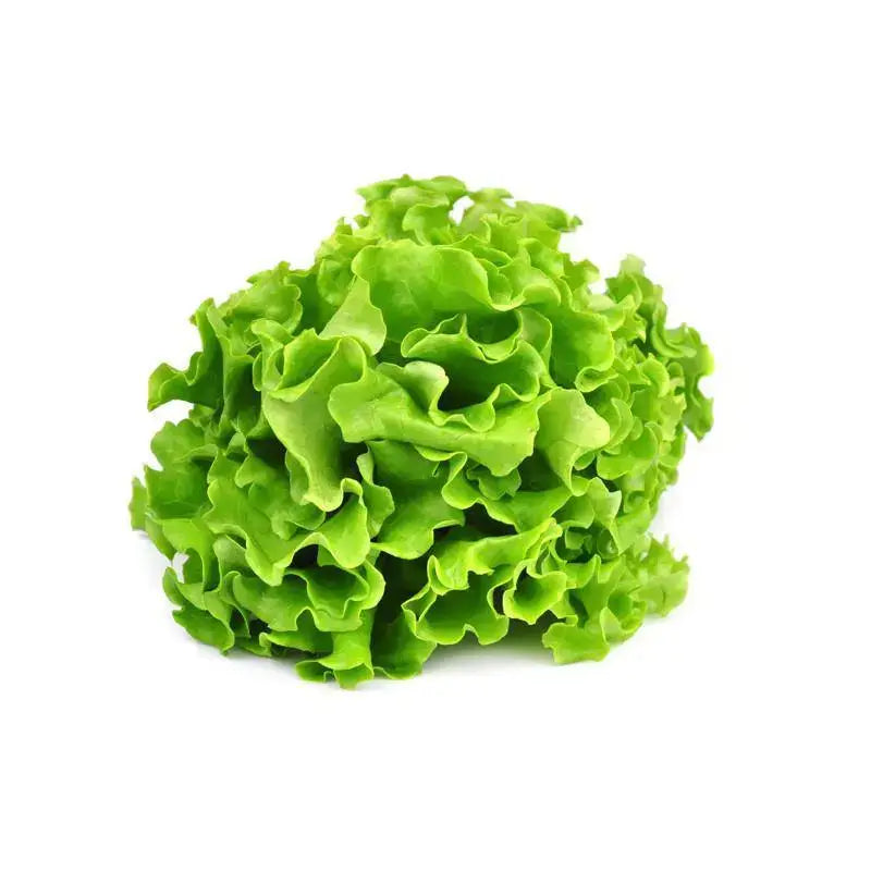 Lettuce, Loaded Heirloom Garden Seed Packets, Black Seeded Simpson