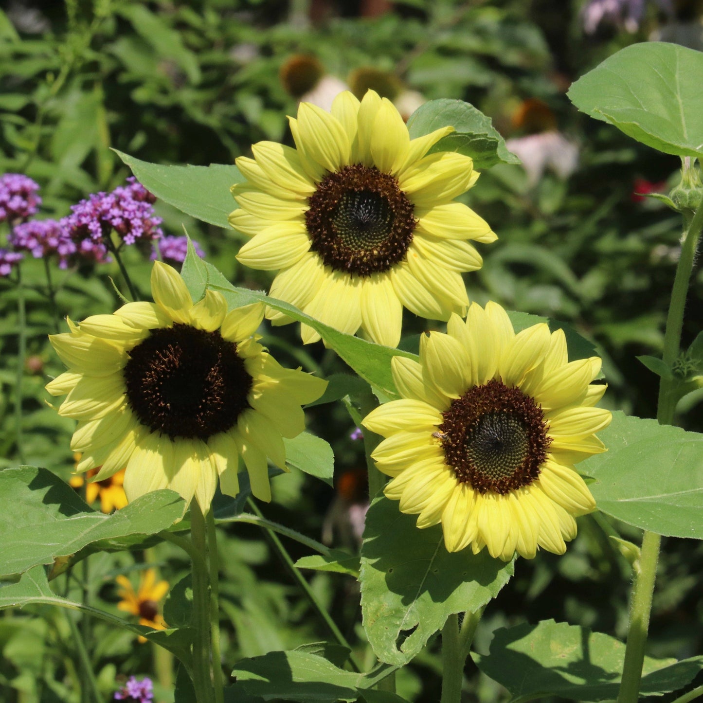 Sunflower, Heirloom Garden Seed Packets, Lemon Queen