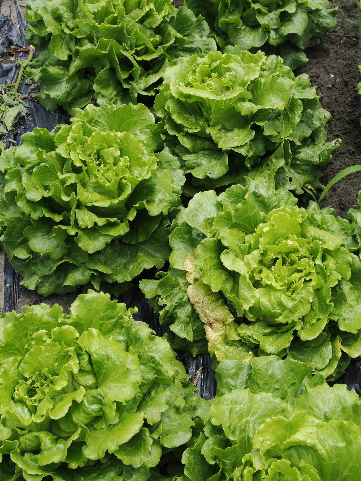 Lettuce, Heirloom Garden Seed Packets, Black Seeded Simpson